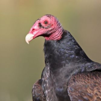 Red head like a turkey = turkey vulture. Photo provided by Shjravans14 via Wikimedia Commons.